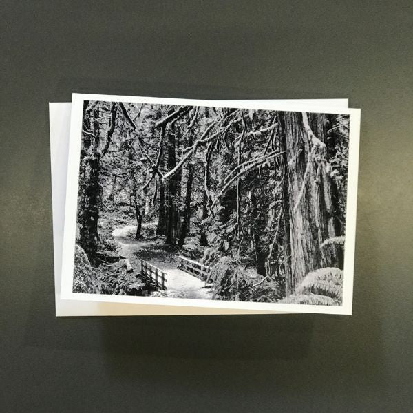 Winter in a Coastal Forest - 4 card set